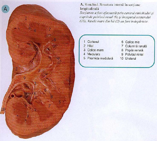 Structura rinichiului