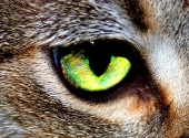 Ochi de pisica
