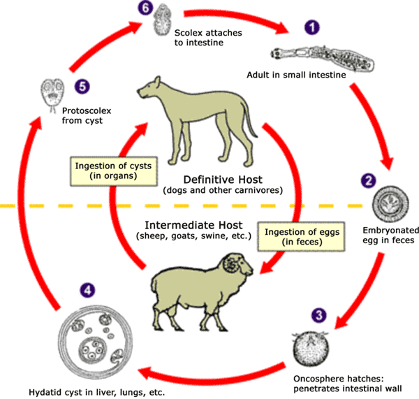 Ciclu viaţă Echinococcus granulosus 