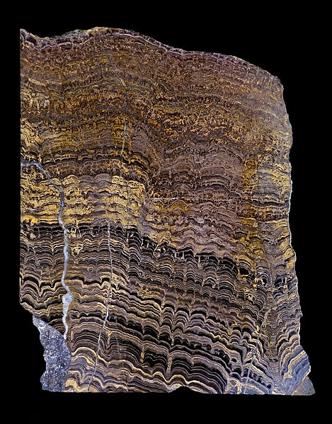 Stromatoliti din Proterozoic