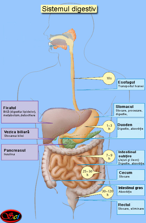 cum să scapi de paraziții sistemului digestiv)