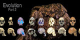 mecanismele evolutiei mecanismele evolutiei