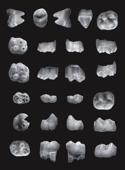 Dinti fosili oreopithecus Fiume Santo Sardinia