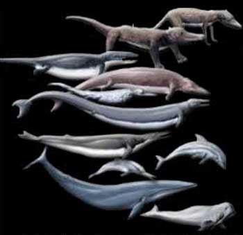 Evolutia balenelor
