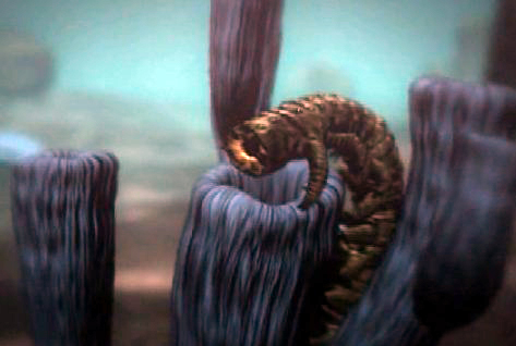 Vierme marin din cambrian