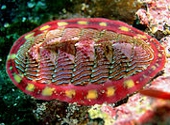 Chiton - molusca marina primitiva Chiton - molusca marina primitiva