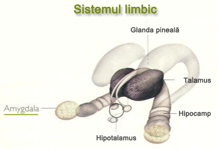 Sistemul limbic