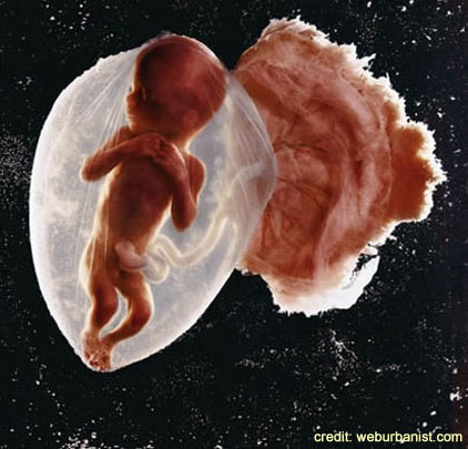 Fetus in sacul amniotic