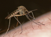 Virusul West Nile