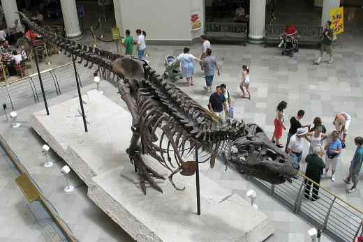Fosila T Rex