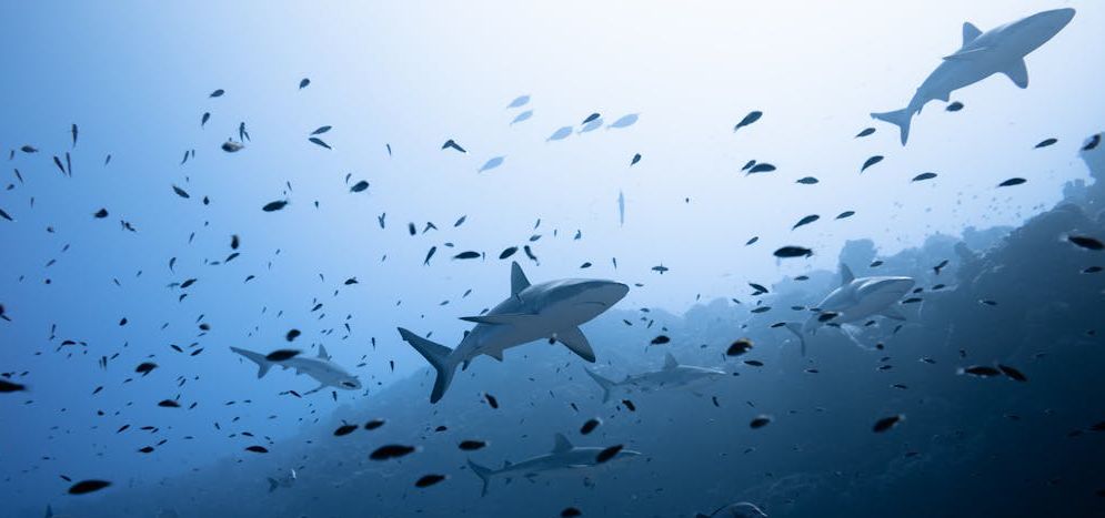 Rechini - imobilitate tonică