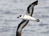 Petrel