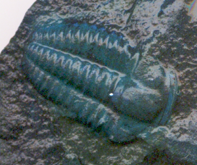 Trilobit
