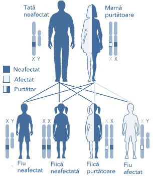 Mecanismul transmierii hemofiliei