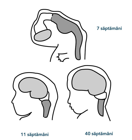 Evoluţie SNC Evoluţie SNC