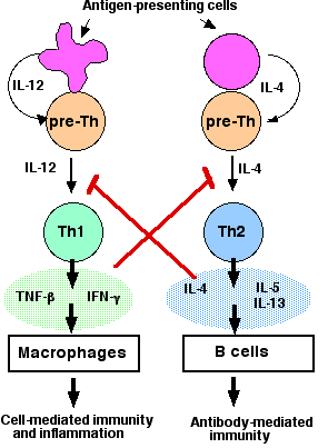 Schema sistem imunitar Schema sistem imunitar