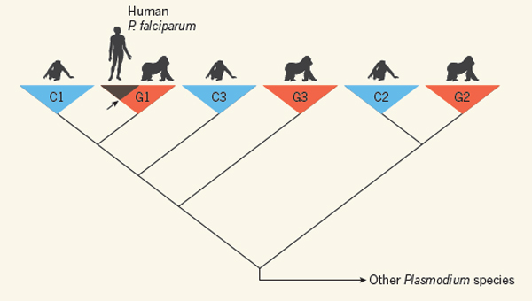 Plasmodium arbore genealogic