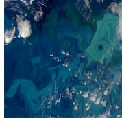 Cocolitofore Cocolitofore