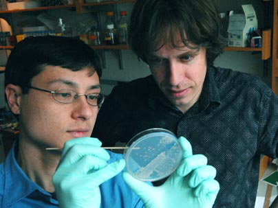 Drojdiile si teoria jocurilor