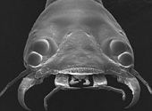 Insecta cu ochi bifocali