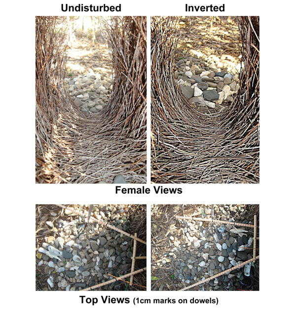 Iluzii pasari umbrar