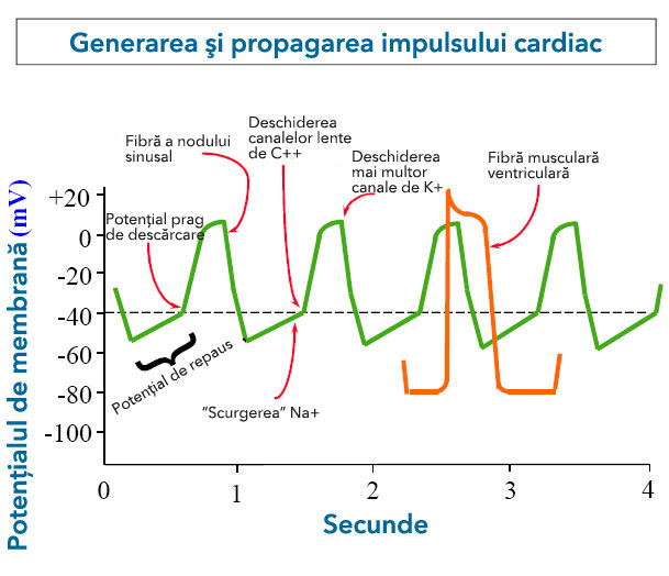 Impulsul cardiac