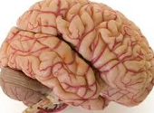 Creier uman