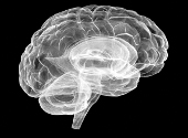 Creierul uman