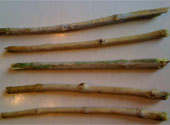 Miswak