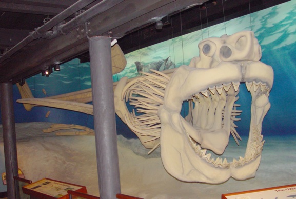 Schelet de Megalodon