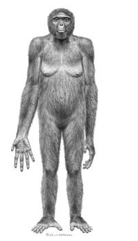 Ardipithecus ramidus