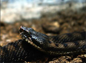 Vipera