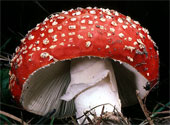 Amanita_muscaria