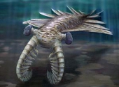 Anomalocaris - pradator acvatic