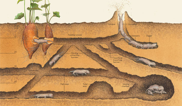 Habitatul şobolanului-cârtiţă golaş Habitatul şobolanului-cârtiţă golaş