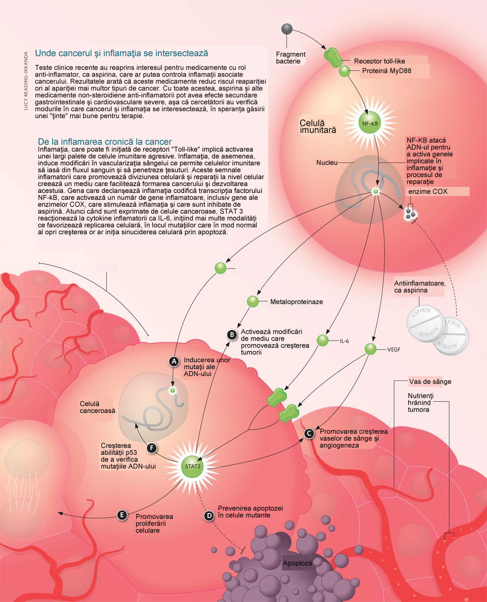 Cancerul şi inflamaţia
