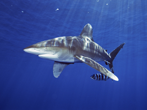 Rechinul cu coada albă