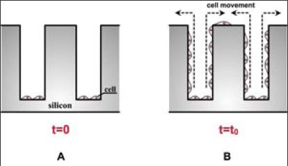 Celule canceroase