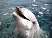 Delfin