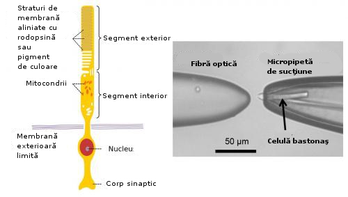 Celule bastonas Celule bastonas