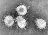 Coronavirus