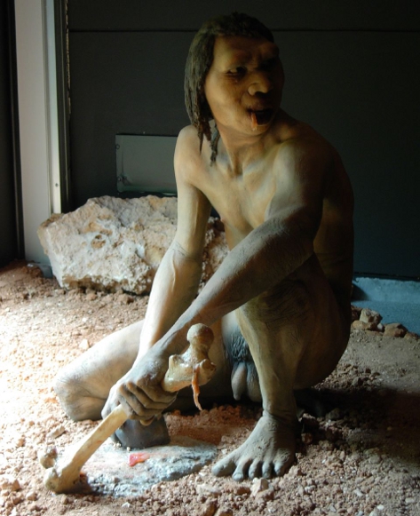 Homo antecessor male