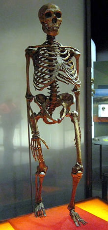 Neanderthalensis