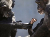 Cimpanzei folositi in cercetare