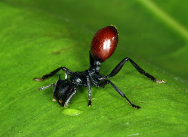 Myrmeconema
