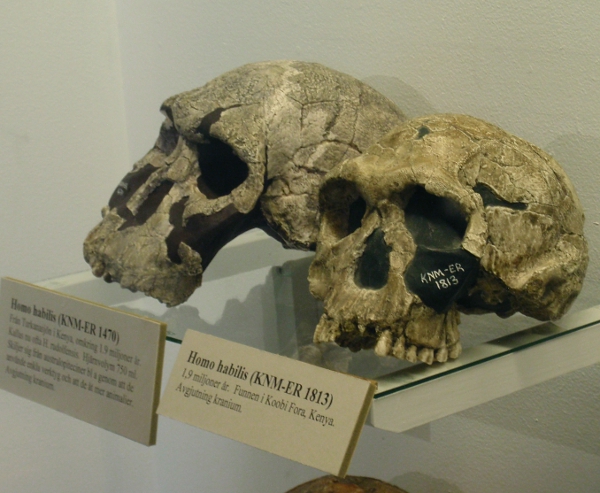 Homo habilis
