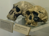 Homo habilis
