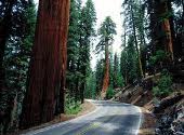 Sequoia