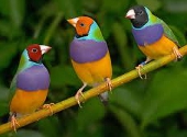 Cinteze Gouldian
