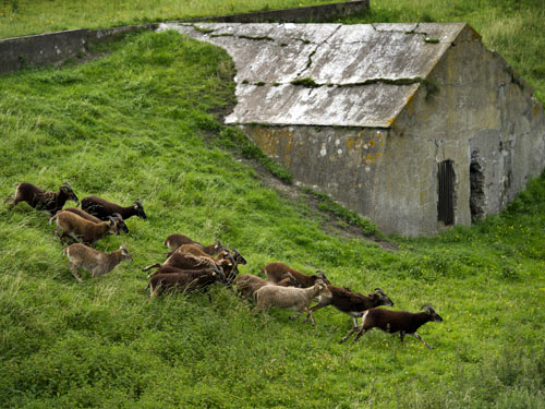 Oile din Soay Oile din Soay